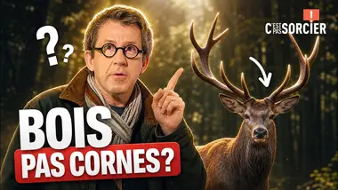 Les bois des cerfs ne sont pas des cornes ? - C'est pas sorcier