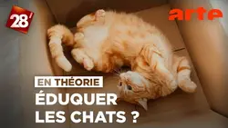 Les chats, ça ne s'éduque pas ? | 28 minutes | ARTE