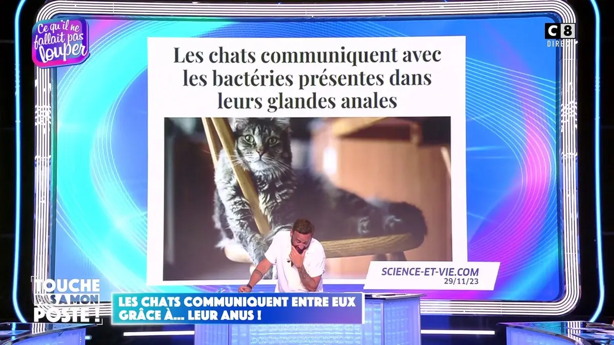 replay de Les chats communiquent entre eux grâce à leur anus !