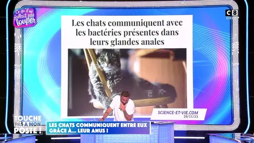 replay de Les chats communiquent entre eux grâce à leur anus !