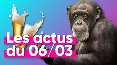 Les chimpanzés boivent l'équivalent d'un à deux verres d'alcool par jour