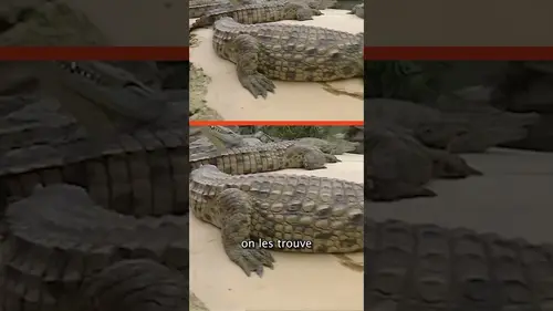 replay de Les crocodiles les plus dangereux !⚠️🐊 #science #sciencefun #jamy #crocodile #animals