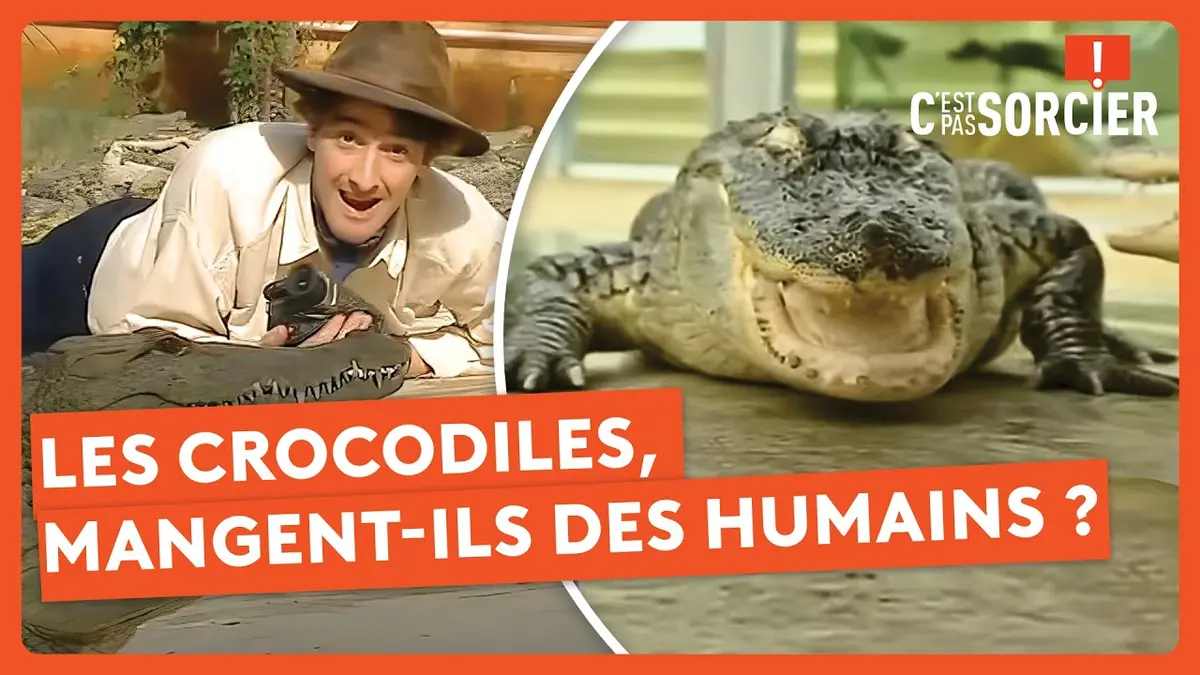 replay de Les crocodiles, mangent-ils des humains ? - C'est pas sorcier