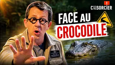 Les crocodiles mangent les humains ? - C'est pas sorcier