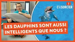 Les dauphins sont aussi intelligents que nous ? - C'est pas sorcier