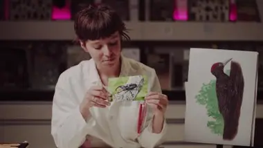 Les dendromicrohabitats