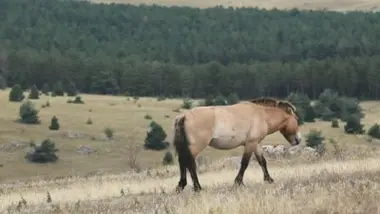 Les derniers chevaux sauvages