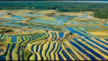 Les enfants du marais