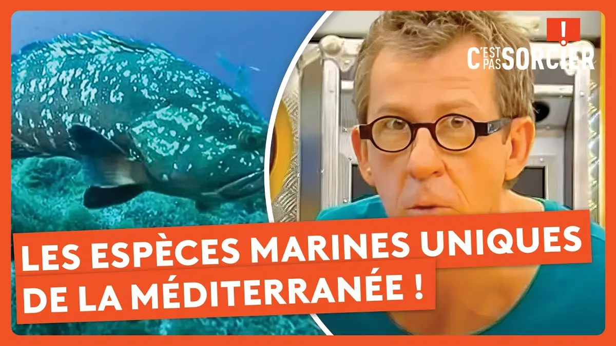 replay de Les espèces marines uniques de la Méditerranée ! - C'est pas sorcier