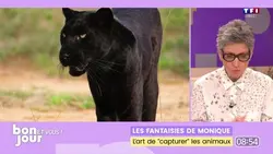 Les fantaisies de Monique : L'art de "capturer" les animaux