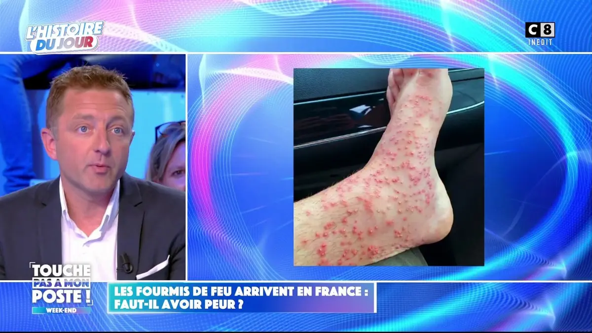 replay de Les fourmis de feu arrivent en France