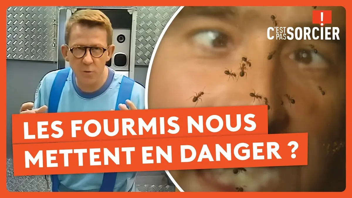 replay de Les fourmis nous mettent en danger ? - C'est pas sorcier