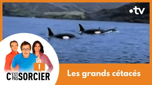 replay de Les grands cétacés : des géants vulnérables - C'est pas sorcier [Intégrale]