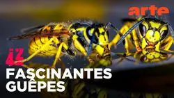 Les guêpes ont-elles bousculé l'évolution ? | 42 - La réponse à presque tout | ARTE