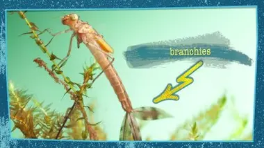 Les insectes aquatiques