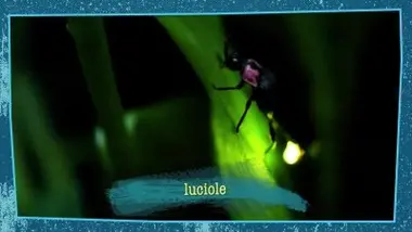 Les insectes nocturnes