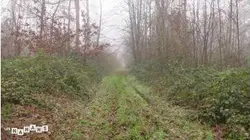 Les mamans : S3 E137 - L'invité mystère