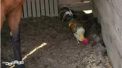 Les mamans : S3 E84 - La route des vacances