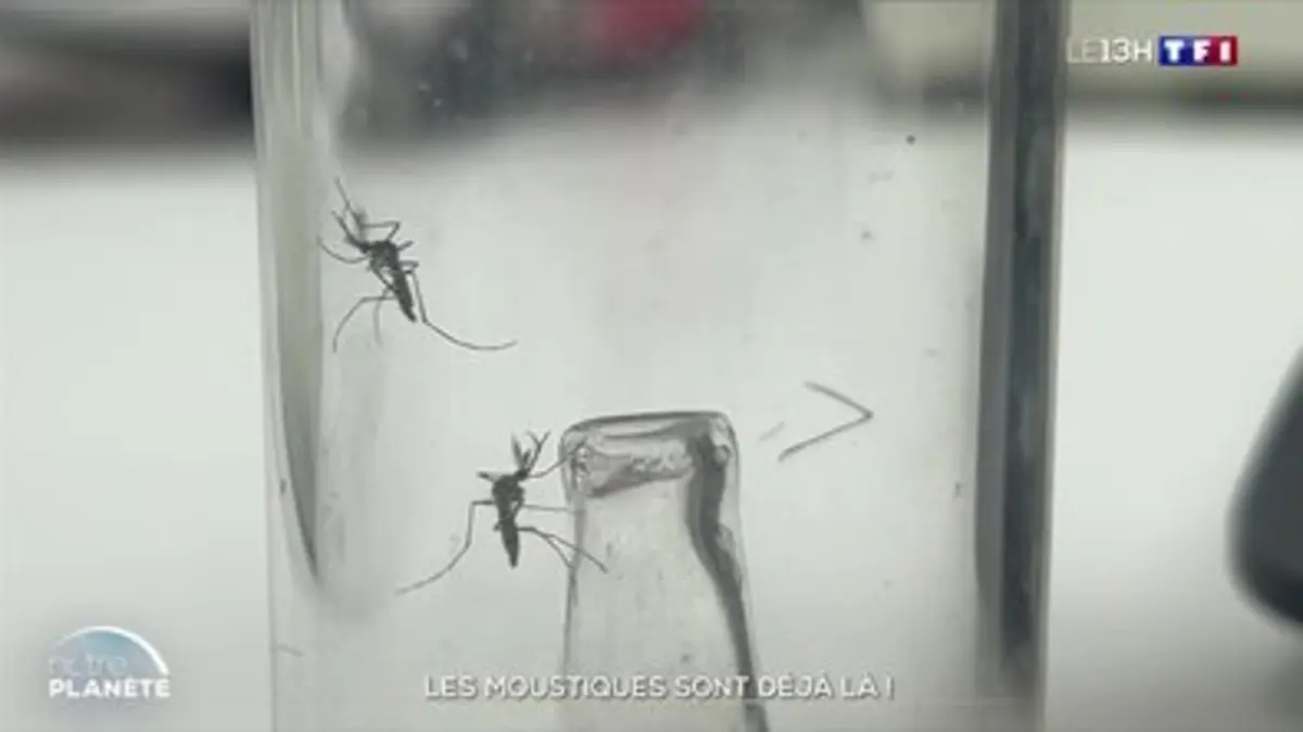 Les moustiques sont déjà là !