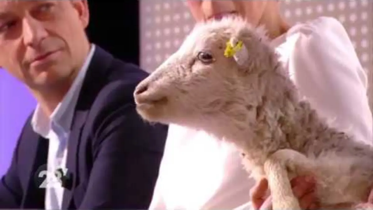 replay de Les moutons débarquent à 28' ! - 28 minutes - ARTE