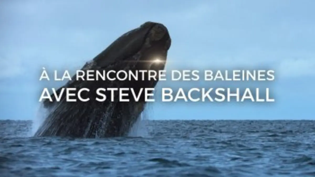 Les nomades des océans
