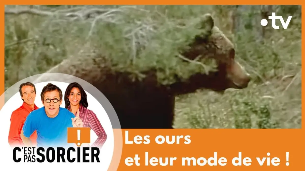 C'est pas sorcier replay du 05/10/2024 : Les ours et leur mode de vie