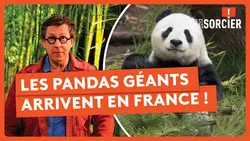 Les pandas géants arrivent en France ! - C'est pas sorcier