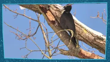 Les petits habitants des arbres morts