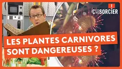 Les plantes carnivores sont dangereuses ? - C'est pas sorcier