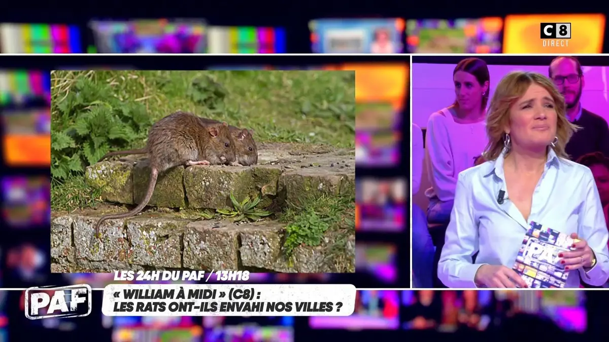 replay de Les rats ont-ils envahi nos villes ?