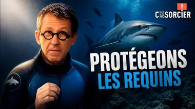 Les requins sont vraiment dangereux ? - C'est pas sorcier
