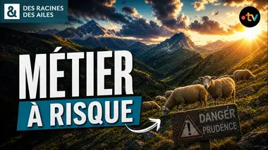 Les risques de la vie des éleveurs en montagne ! | Documentaire | France TV