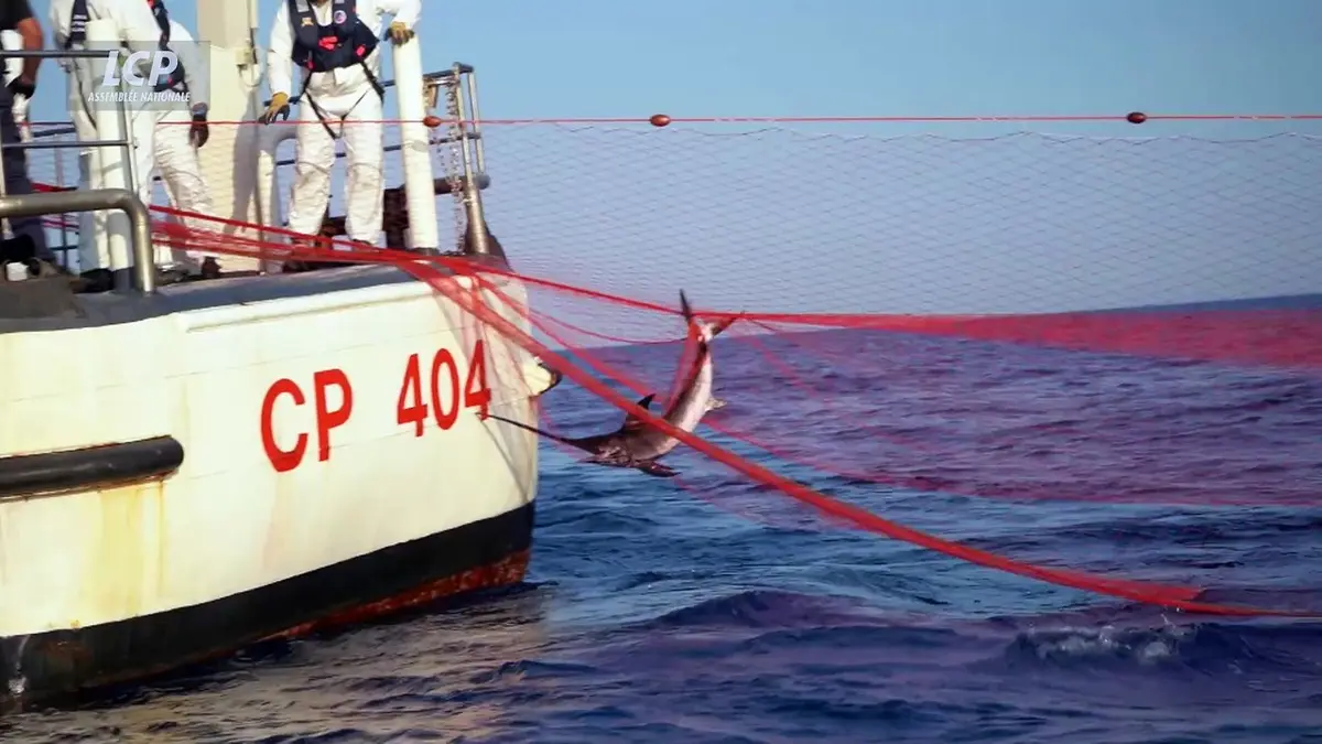 replay de Les sentinelles de la mer