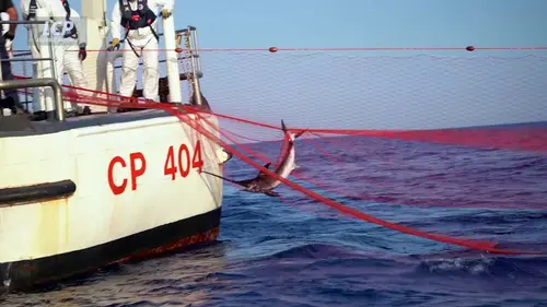replay de Les sentinelles de la mer