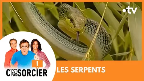 replay de LES SERPENTS - C'est pas sorcier [Intégrale]