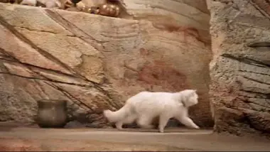 Les sirènes de Mako : Erik le chat