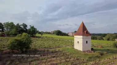 Les vigneronnes au secours du patrimoine (Tarn)