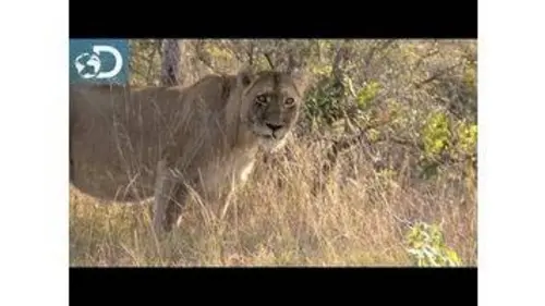 replay de Lone Target : Afrique du Sud