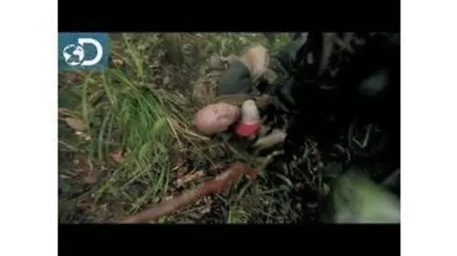 replay de Lone Target : Attaque des abeilles