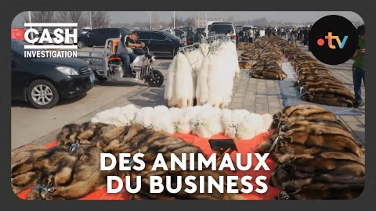 replay de Luxe : des animaux du business - Cash investigation