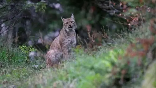 20h30 en fêtes Lynx du Jura
