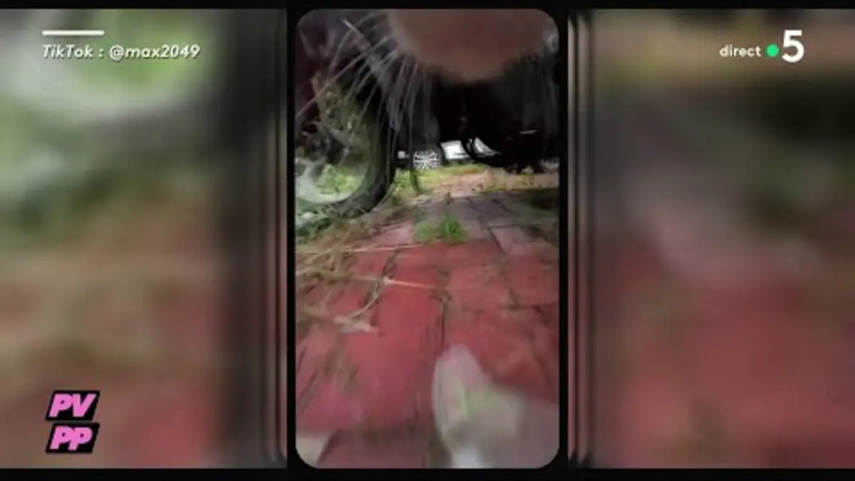 replay de « Max la menace » : ce chat terrorise son quartier -PVPP de Mohamed Bouhafsi - C à vous - 16/10/2024