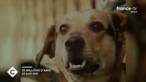 replay de Mémona Hintermann : comment changer son regard sur les animaux