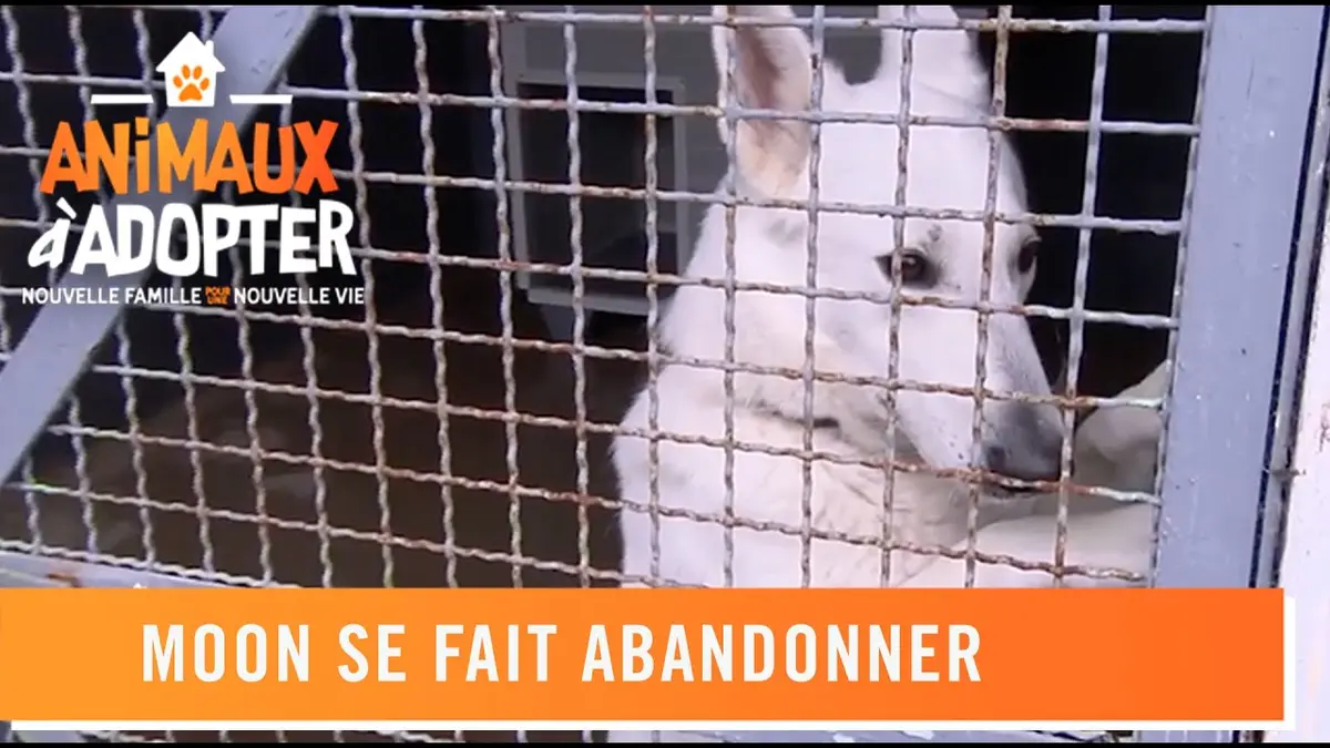 replay de Moon se fait abandonner - Animaux À Adopter
