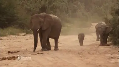Namibie - Dans la brousse avec les éléphants