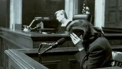 New York Unité Spéciale