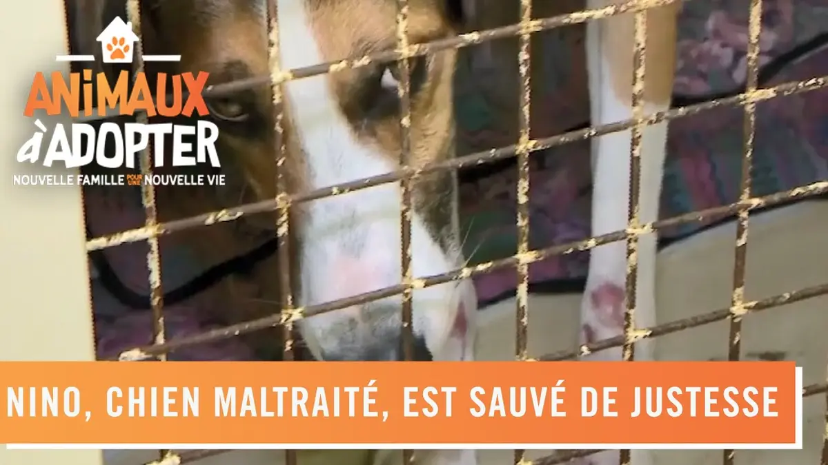 replay de Nino, un chien maltraité par son ancien maître, sauvé de justesse - Animaux à adopter