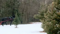 Noël à Paris : Noël à Paris