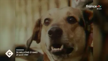 Nos animaux nous réparent