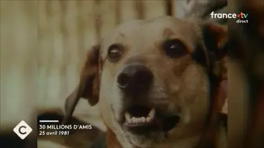 Nos animaux nous réparent - Mémona Hintermann